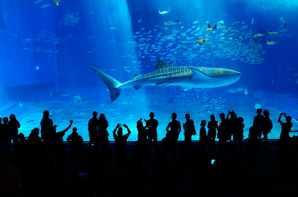 美ら海水族館