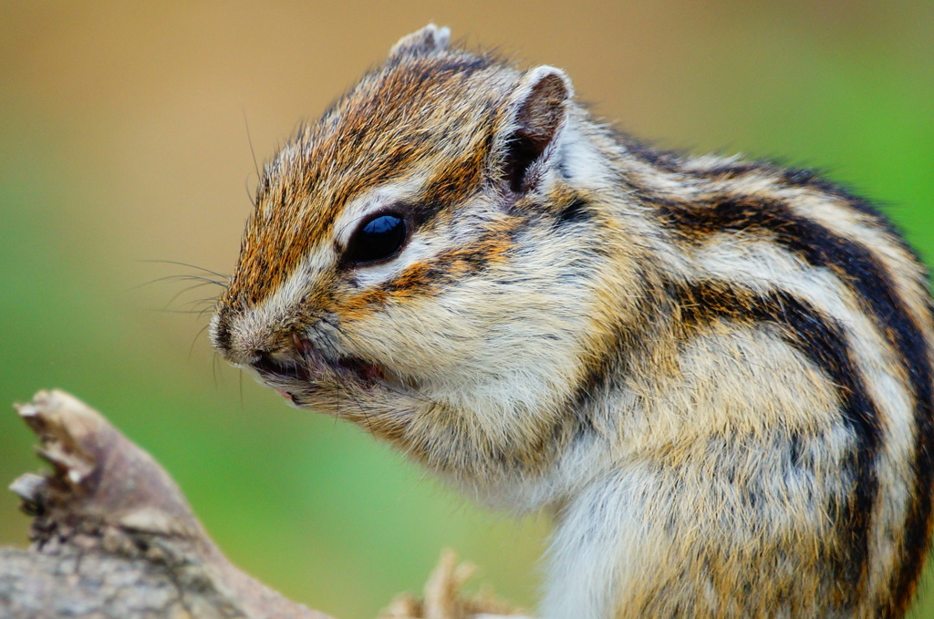 シマリス