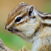 シマリス