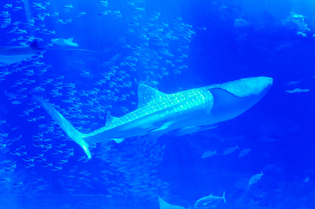 美ら海水族館