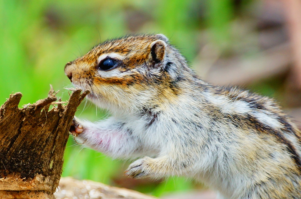 シマリス