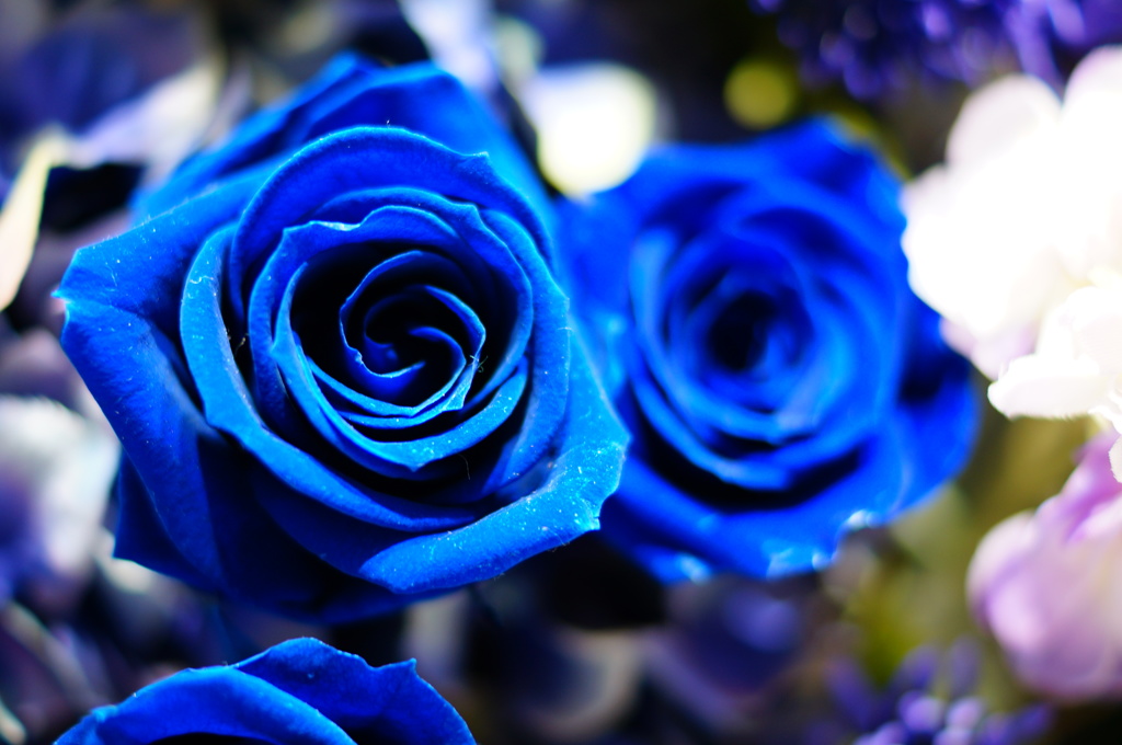 Blue rose