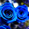 Blue rose