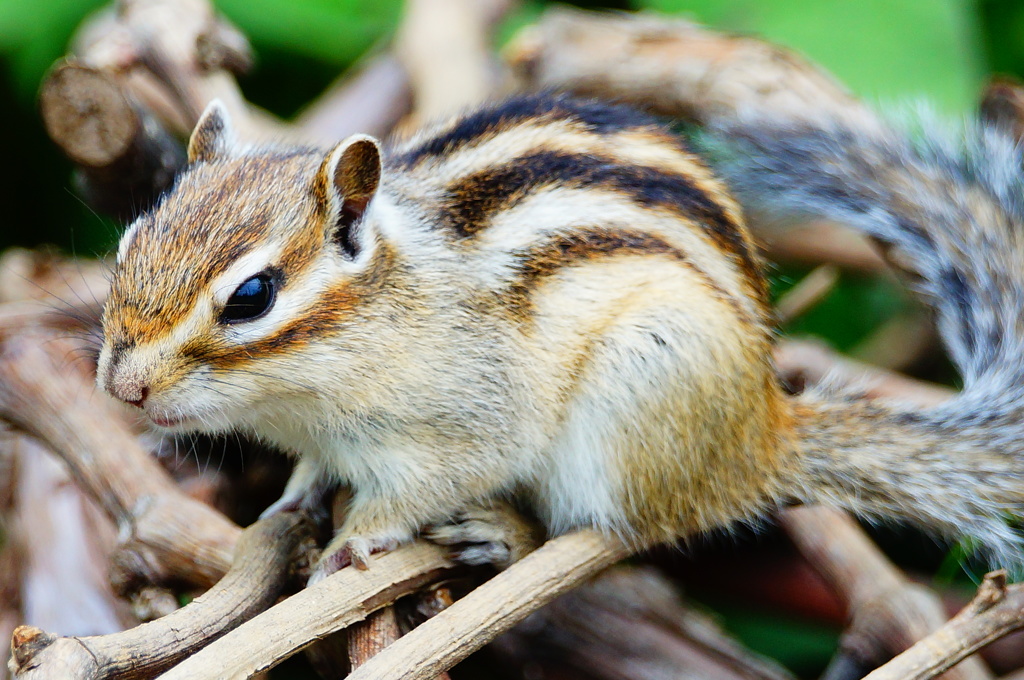 シマリス