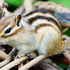 シマリス