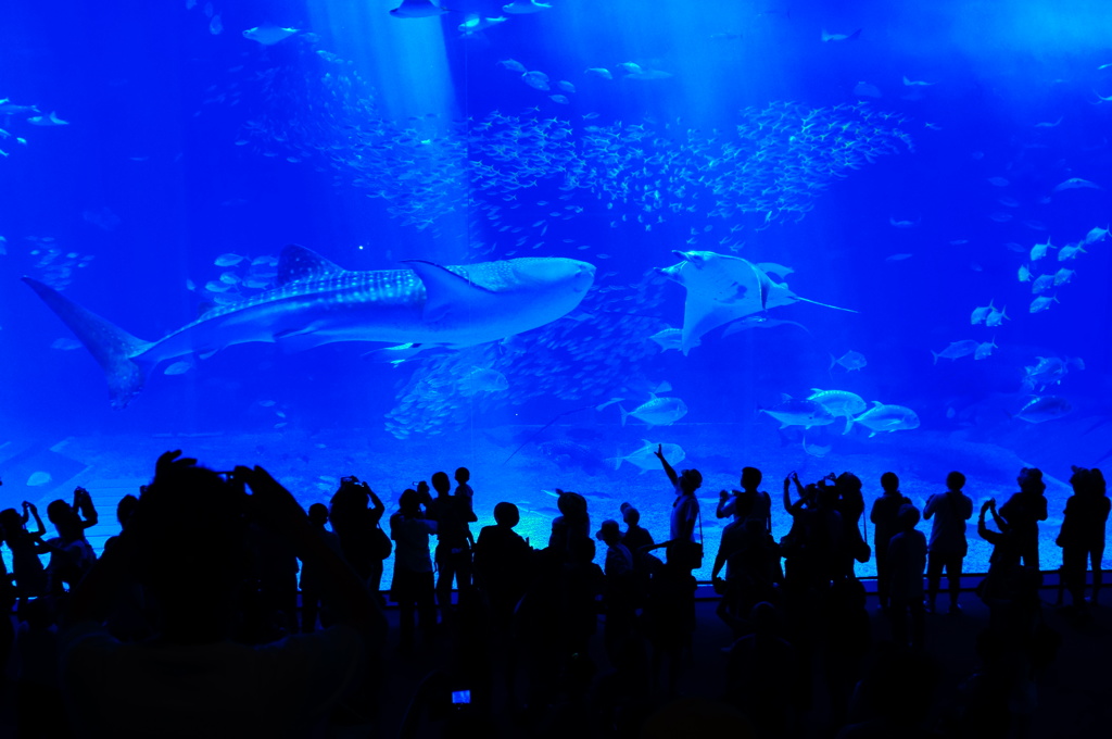 美ら海水族館