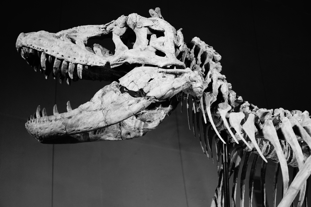 Dinosaur