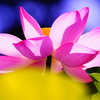 Flowers bloom