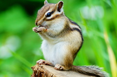 シマリス