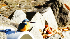 Alcedo atthis