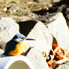 Alcedo atthis