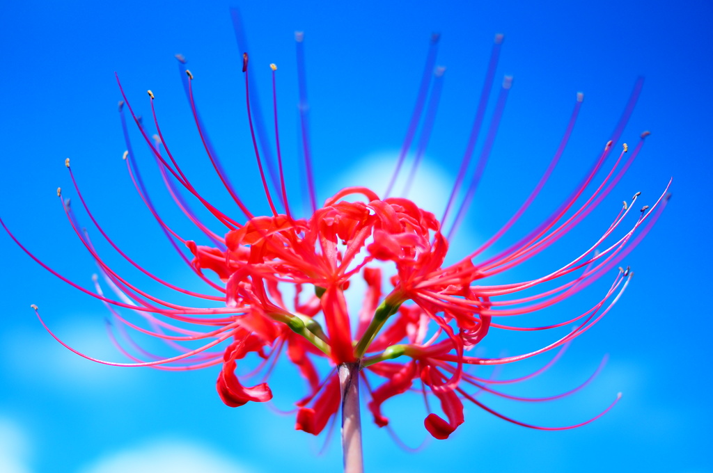 Cluster Amaryllis