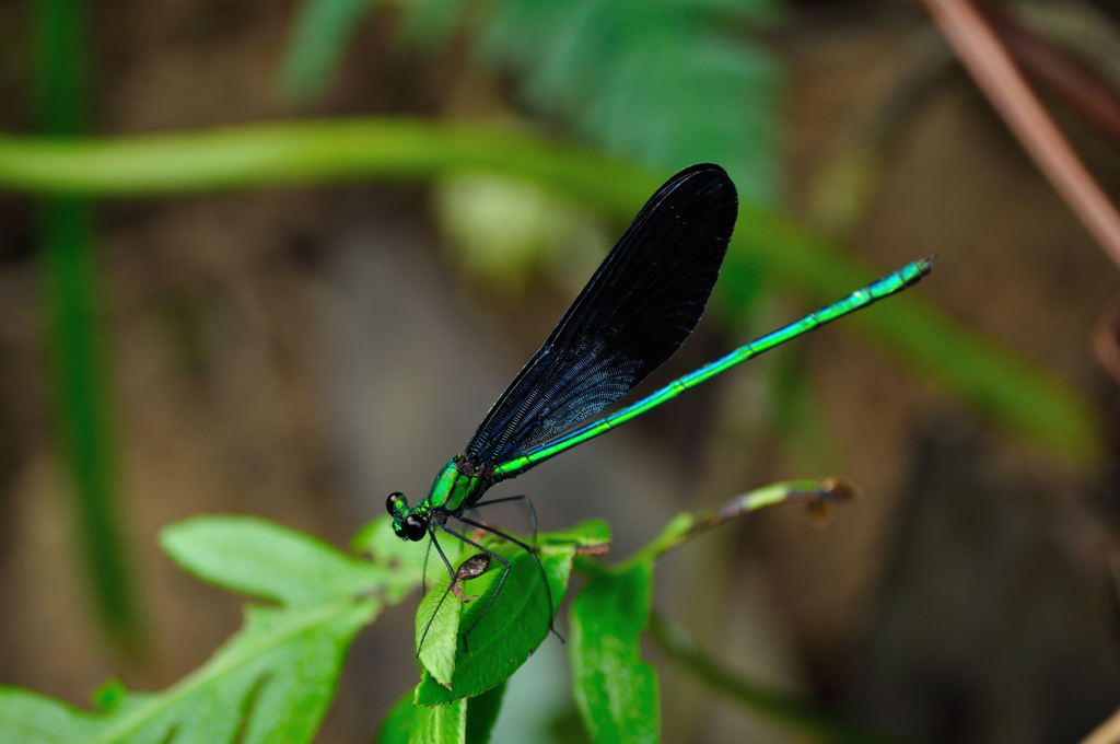 リュウキュウハグロトンボ