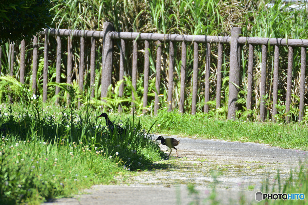 ヤンバルクイナ親子