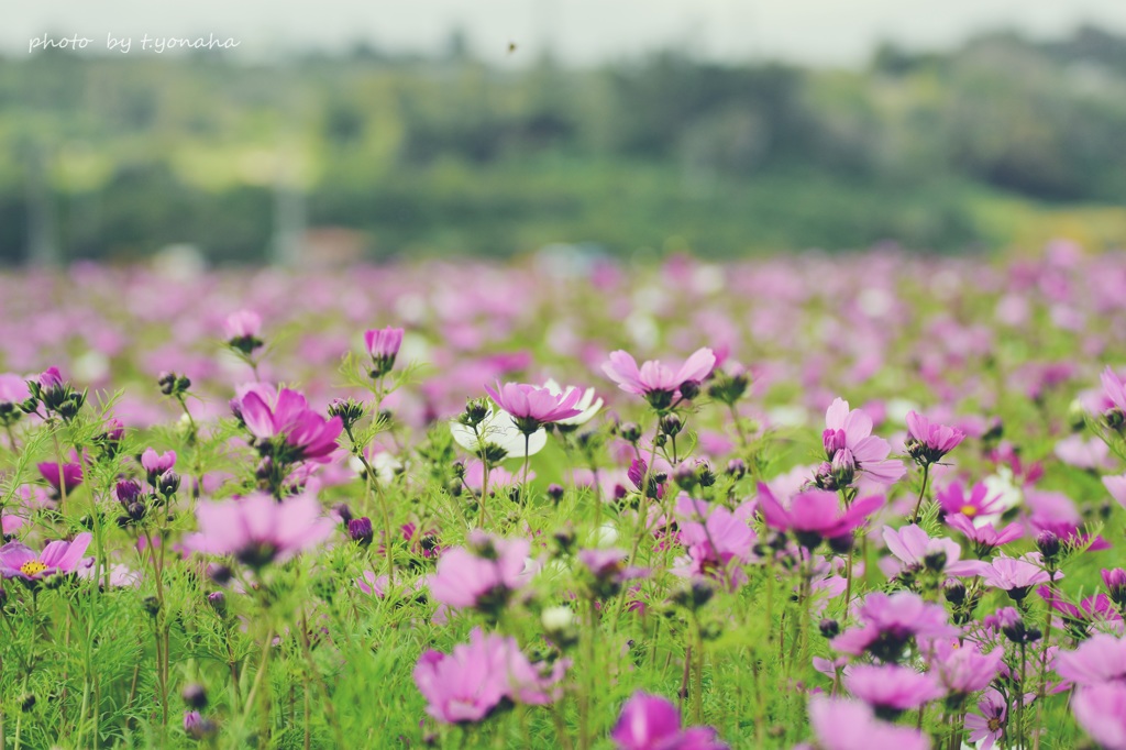 コスモス