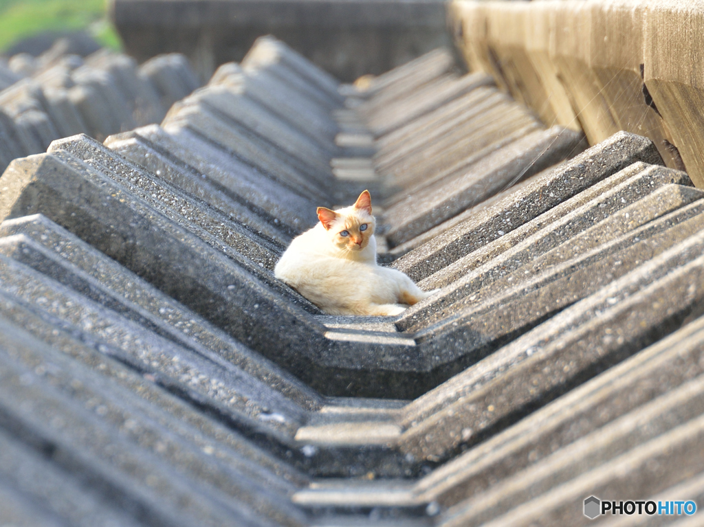 テトラキャットの日向ぼっこ