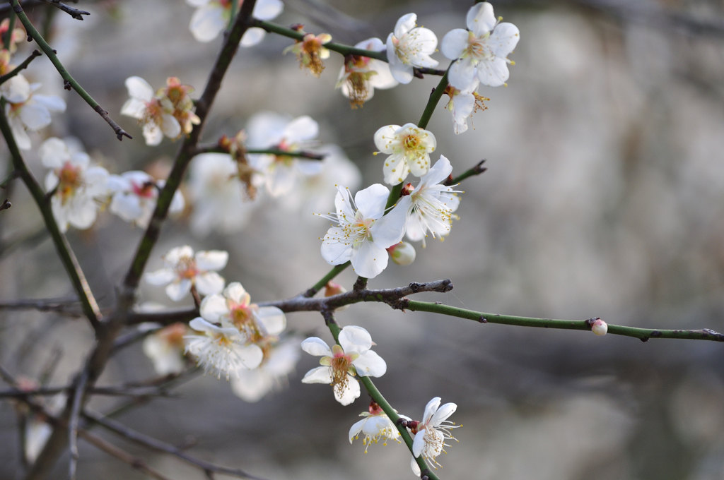 梅の花