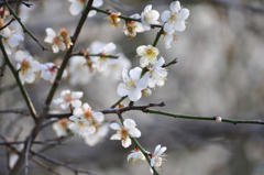 梅の花
