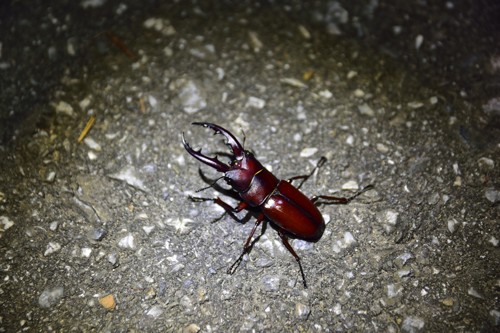 ノコギリクワガタ