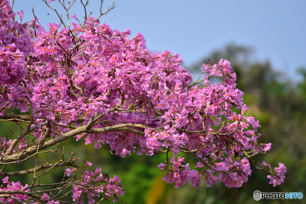 イッペーの花 By Tk 478 Id 写真共有サイト Photohito イッペーの花 By Tk 478 Id 写真共有サイト Photohito