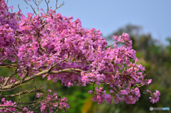 イッペーの花