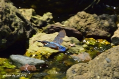 カワセミの流し鳥（笑）