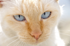 blueeye
