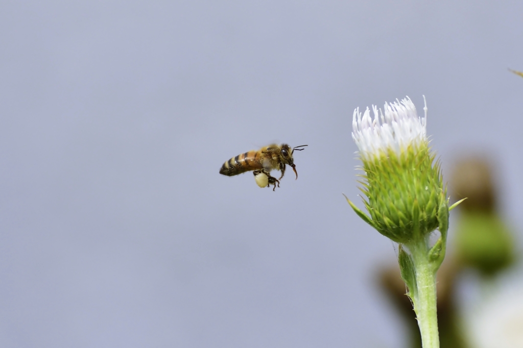 ブン♪ブン♪ブン♪