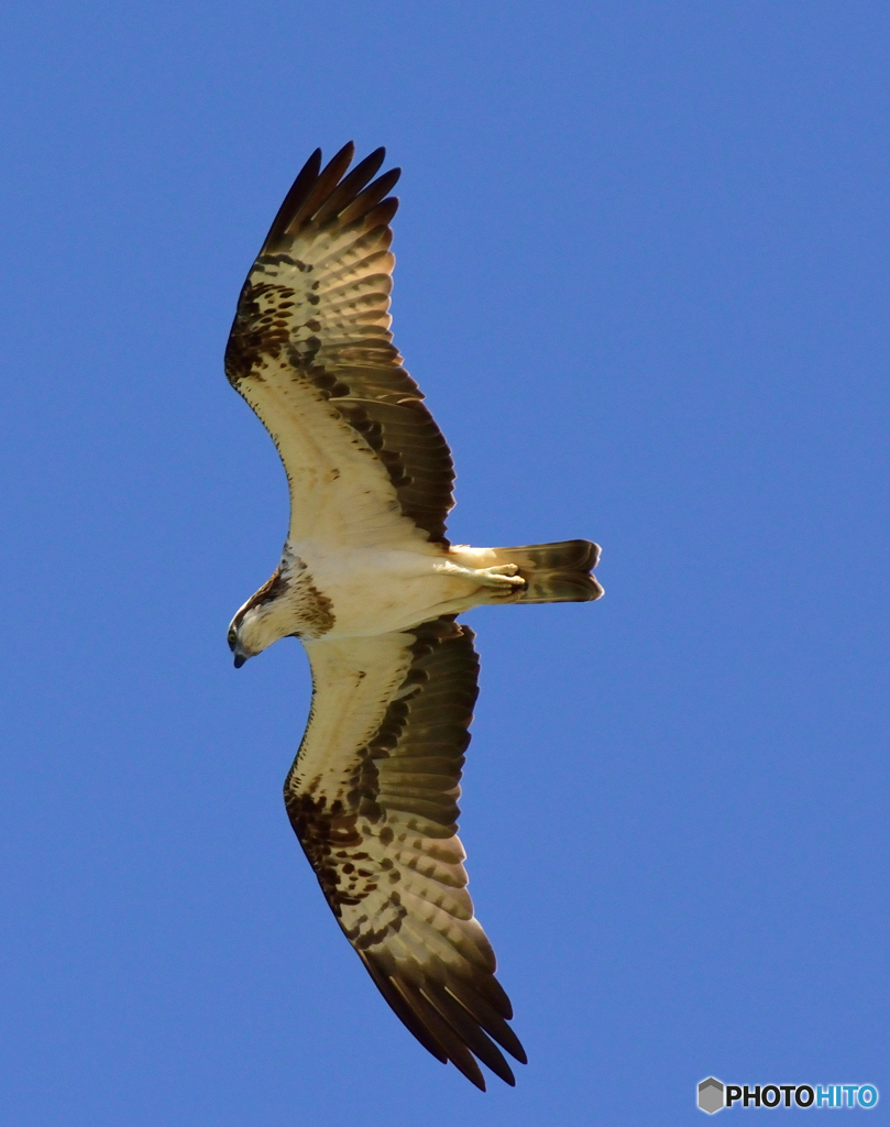 Pandion　haliaetus eye