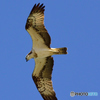 Pandion　haliaetus eye