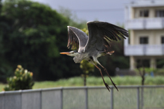 アオサギ飛びまぁ～す！