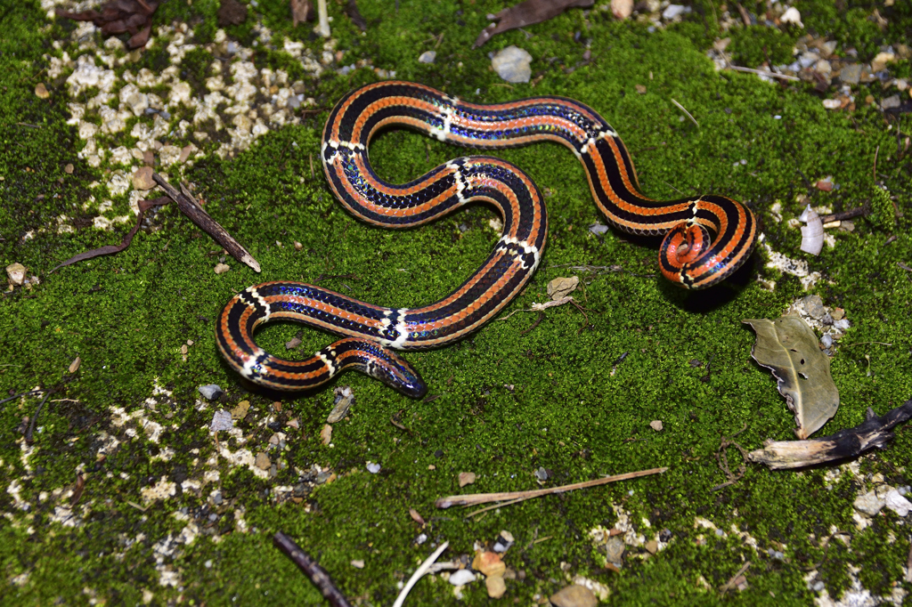 ハイッ!　出たぁ～！（笑）