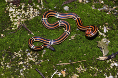 ハイッ!　出たぁ～！（笑）