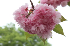 八重桜