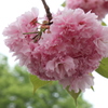 八重桜