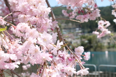 四万湖と桜
