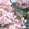 四万湖と桜