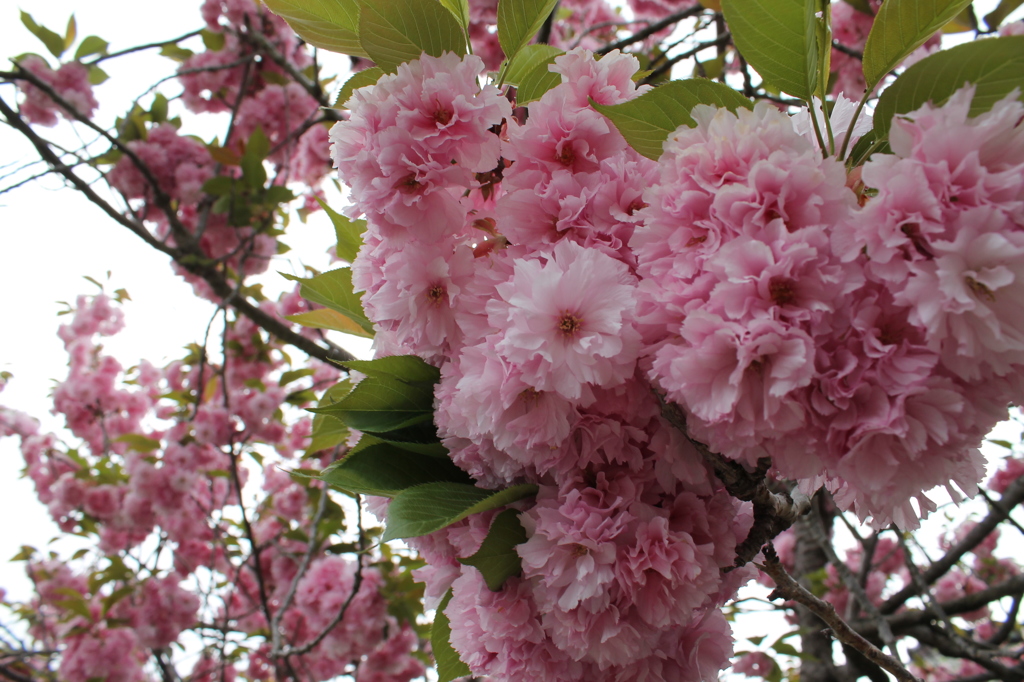 八重桜その２