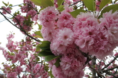 八重桜その２