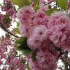 八重桜その２