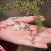 新芽の季節
