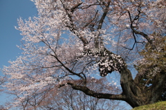 御殿桜