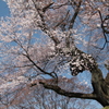 御殿桜