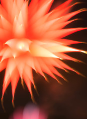 花火