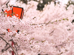 もくもく桜0419