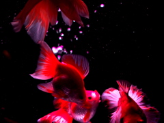 Art aquarium