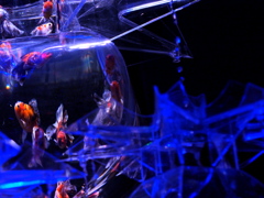 Art aquarium