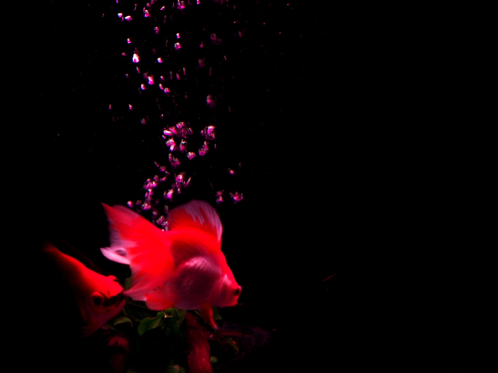 Art aquarium