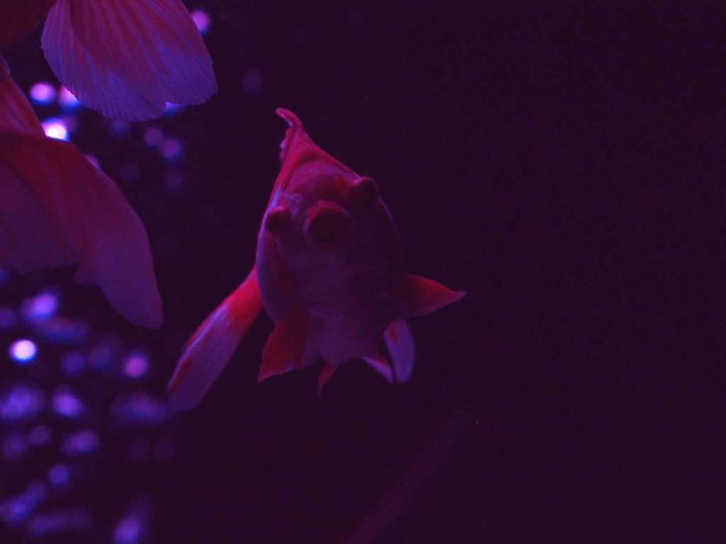 Art aquarium