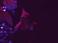 Art aquarium